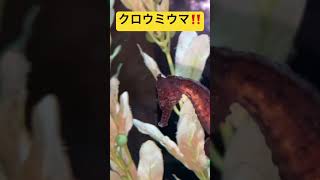 【クロウミウマ】タツノオトシゴの仲間☆【Common seahorse 】