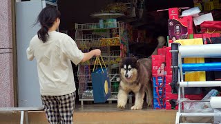 盆姐的朋友来访，还带了大王最爱的肉肉和小礼物 Penjie's friend came to visit and brought the meat and gifts for Dawang