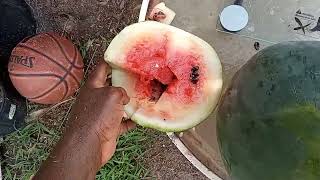 when to harvest the black diamond watermelon!