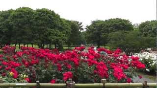 東京散歩　バラ園　Tokyo walk, Rose garden.