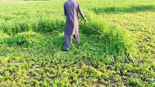 Hand fodder cutting machine |Trick of animals fodder cutting with sickle | fodder cutting methods