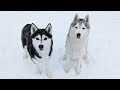 My Husky Goes Crazy in Fresh Snow! #shorts