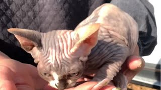 斯芬克斯无毛猫，你们见过吗？据说这个猫咪不掉毛