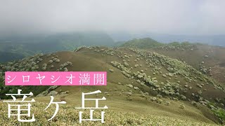 記録用・説明なし【竜ヶ岳／鈴鹿】シロヤシオあたり年