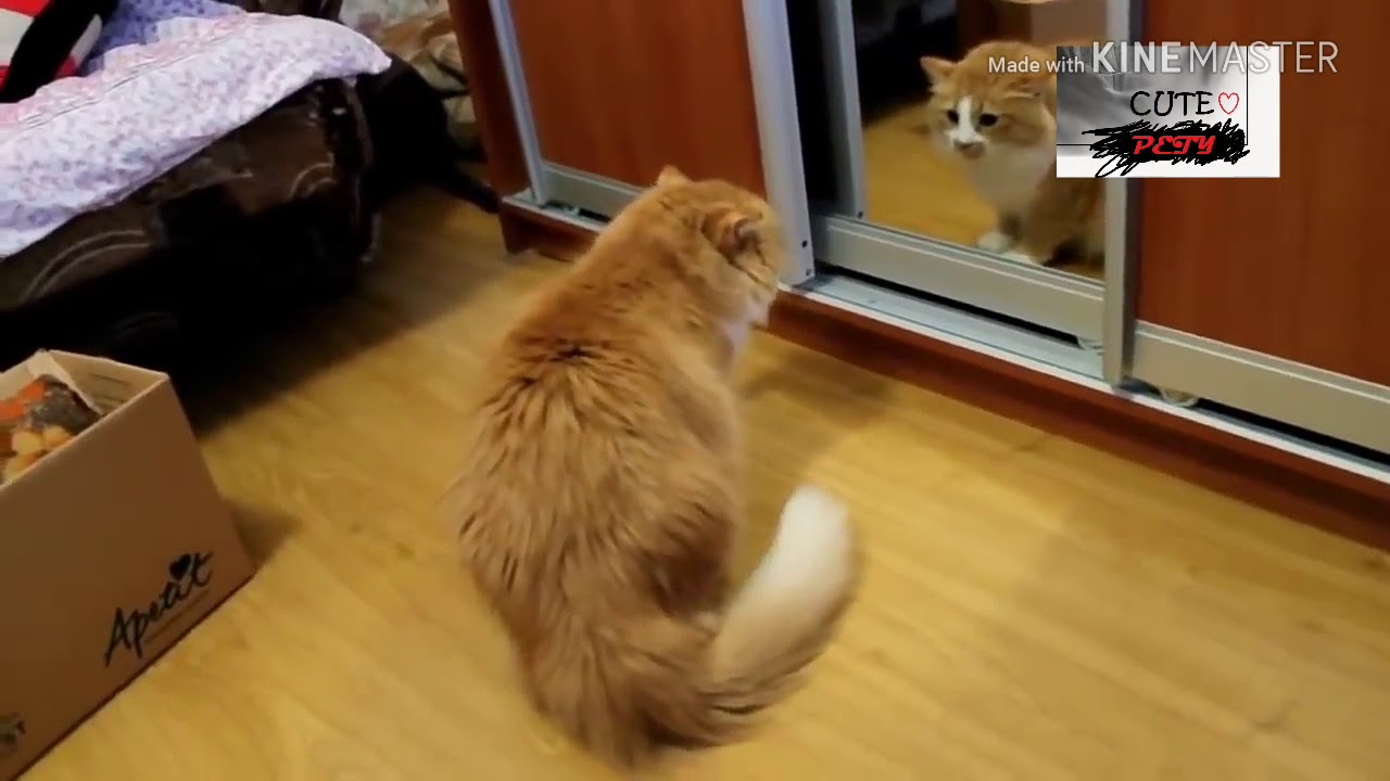 Funny Angry Animals Youtube