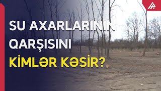 200 ildən çox yaşı olan qiymətli ağaclar niyə quruyur?