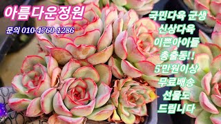 #아름다운정원2탄 #국민이군생들 #창들도 #저렴하게 #쇼핑하세요 (5만원이상 선물로 살루 드립니다) ♡아르케인♡타이거버니♡화이트소울♡루비프리세스♡나나후크미니♡먼로군생~~