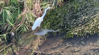 【４K映像】シラサギ　white egret