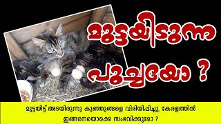 Egg laying cat|muttayidunna poocha| മുട്ടയിടുന്ന പൂച്ച