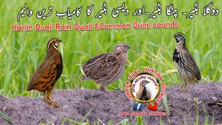 Enchanting Trio: Three Quails Singing | Rain Quail sound 2024