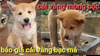 báo giá cái vàng bạc má cái vàng mông cộc chó mông cộc chông nhà