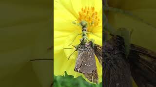 Little mantis eating food ตั๊กแตนตำข้าวน้อยกินอาหาร