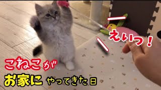 初めて家に来た子猫が可愛すぎる！【初めて来た時の様子】ベストセレクション