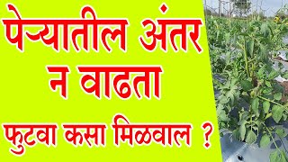 पेऱ्यातील अंतर न वाढता , फुटवा कसा मिळवाल ?।#Doctor_Kisan#टोमॅटो_लागवड#tomato_farming#slurry#Rate।