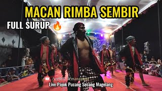 WAROK FULL SURUP 🔥 MACAN RIMBA SEMBIR NJLEGONG KLEGEN GRABAG LIVE POJOK PUCANG SECANG MAGELANG