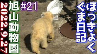 新しい白いカゴ二つで戯れるゆめちゃんの巻【旭山動物園 ホッキョクグマ日記#21 2022/9/27(ゆめとピリカ、ホクト親子、ルル、サツキの五頭のホッキョクグマ達) 】