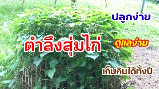 168/ ตำลึงสุ่มไก่ ปลูกง่าย ดูแลง่าย เก็บกินได้ตลอดทั้งปี lตั้มเกษตรพอเพียง