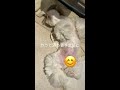 シーズー犬が目を離した隙にこんなおかしな動きをしてました♡ shorts shih tzu makes funny moves♡