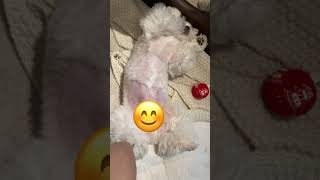 シーズー犬が目を離した隙にこんなおかしな動きをしてました♡ #Shorts / Shih Tzu makes funny moves♡