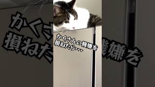 猫が甘えてくるのを無視すると… #shorts  #猫おもしろい  #猫  #cat  #猫のいる暮らし  #猫かわいい #黒猫 #ルーティン #関西弁でしゃべる猫 #猫と子供 #猫vlog