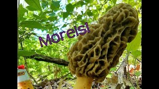 •My 2018 Morel season•