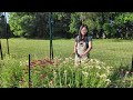 how does second year yarrow achillea perform