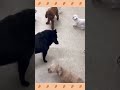 犬のようちえん・ほいくえん・お泊りトレーニング 子犬しつけ しつけ教室 ドッグダンス スキッパーキ　＃犬のしつけ shorts パピートレーニング