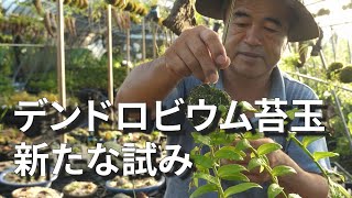 【デンドロビウム】ガーデンデンドロビウム苔玉作り　新たな試み(宮崎県)