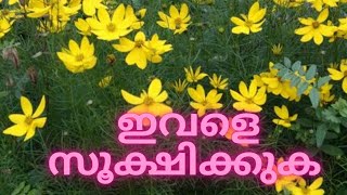 ഇവളെ സൂക്ഷിക്കുക | how coreopsis act as a support for pest control