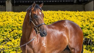 Lot 1690 Dubious x Secret Bond Colt from Waylon J Stud