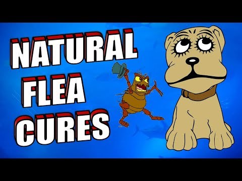What is the BEST NATURAL FLEA TREATMENT for Dogs & Cats What is the BEST NATURAL FLEA TREATMENT for Dogs & Cats