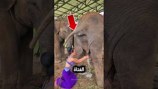 لماذا تستخدم هذه الفتاة بول الفيل لغسل جسدها؟ 🤢😱🐘 #shorts