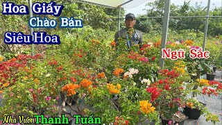 Hoa giấy siêu đẹp nhiều màu ngũ sắc, đổi màu giá bình dân 👉10/12 ☎️ 0392.865.789 Tuấn