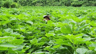 들깨를 좁게 심어 비바람에 쓰러지고 키가 계속 크고 있어요