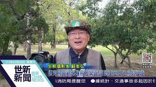 世新新聞 保育鳥黃鸝現身鳥友驚喜 誤認車窗反光鳥影逗趣