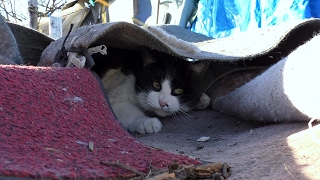 【地域猫】春一番が吹く河原。【魚くれくれ野良猫】