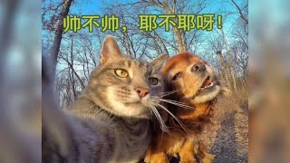 沙雕猫咪之歌，这也太有节奏感了吧。