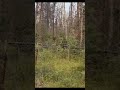 a trail in jasper national park