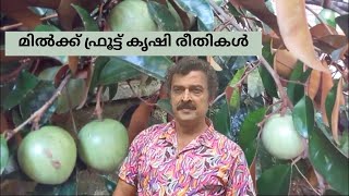 How to grow Jamaican Star Apple |മിൽക്ക് ഫ്രൂട്ട് നടുന്ന രീതി |Milk Fruit |@VillageFruitsChannel