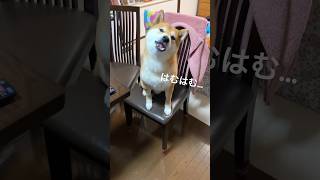 おやつキャッチチャレンジ！PART2 #柴犬 #柴 しばいぬ #犬のいる暮らし #ムッチョ柴犬 #マックス #shiba #dog #shorts #かわいい #おもしろ #癒し #おやつ #キャッチ