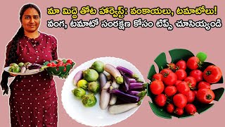 Tomato \u0026 Eggplant Harvest Tips | మా మిద్దె తోటలో హార్వెస్ట్ చేస్తూ కొన్ని టిప్స్ మీకోసం