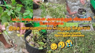 இந்த மழையால் பாதிக்கப்பட்ட என்னுடைய தோட்டம்.after rain my dream garden update 😔😔😢😭