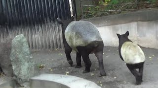 マレーバクの子供が可愛い❤ Cute Malayan tapir #359　【Cute animal videos】【日本平動物園】