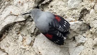 Wallcreeper - Mauerläufer - Tichodroma muraria