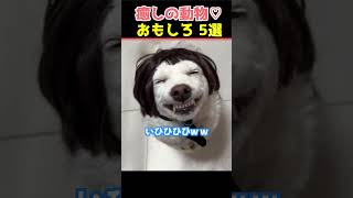 【癒しの動物】SNSでバズった動物おもしろ動画5選！【Healing Animals】5 Viral Funny Animal Videos on Social Media!