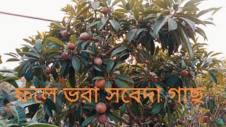 এভাবে পরিচর্যা করলে সবেদায় ভরে যাবে গাছ 😍😍