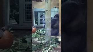 【ゴリラ】ドアが開くのを辛抱強く待つゲンキ Gorilla Genki patiently waiting for the door to open 2023.09.05 #ゴリラ #genki