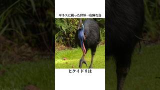 世界一危険な鳥【ヒクイドリ】の面白い雑学 #shorts #鳥ビア #雑学