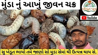 મુંડા નું આખું જીવન ચક્ર / સુ ખેડૂત ભાયો તમે જનોસો મુંડા સેમાં થી ઉત્પન્ન થાય સે