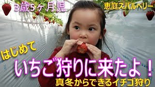 【お出かけ】3歳5ヶ月児 初めていちご狩りに行ったよ！　真冬からできるいちご狩り・恵庭スパルベリー